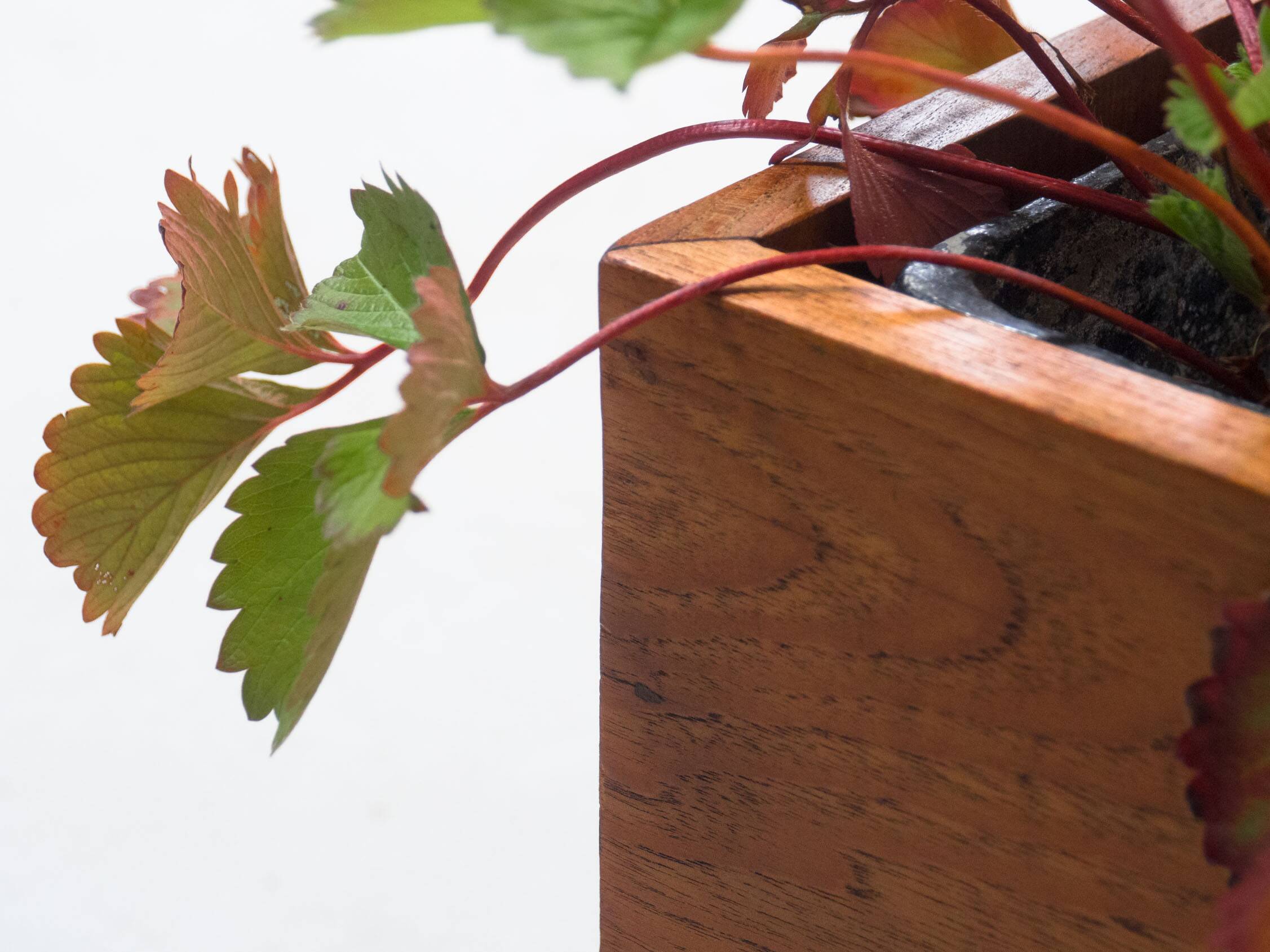 Vintage extra large teak planter