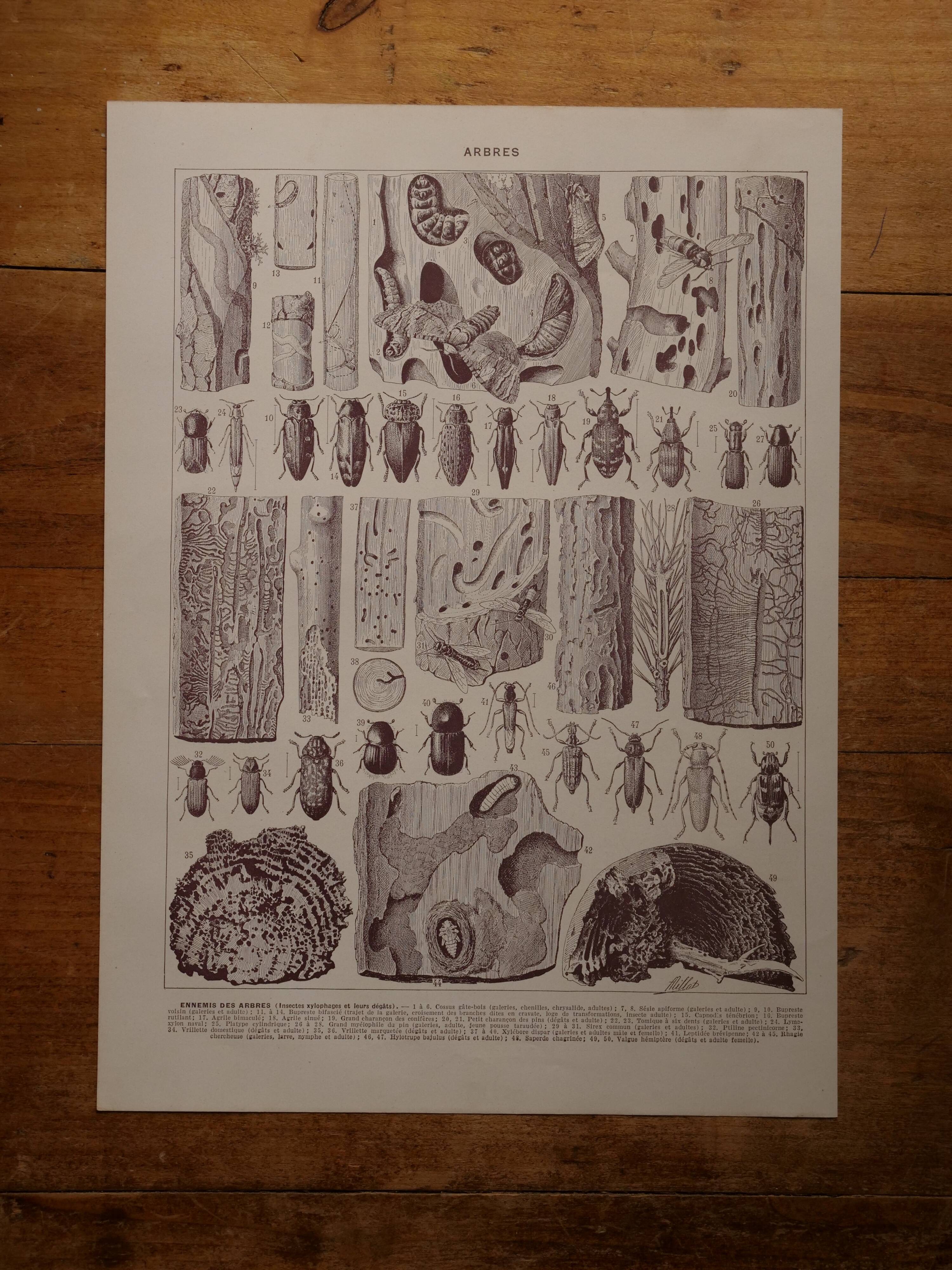 Original lithographs on trees