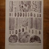 Original lithographs on trees
