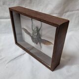 Giant goliathus beetle stuffed