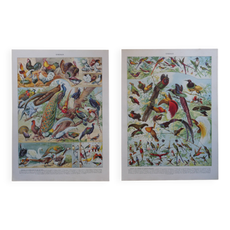 Original lithographs of farmyard birds and birds of paradise
