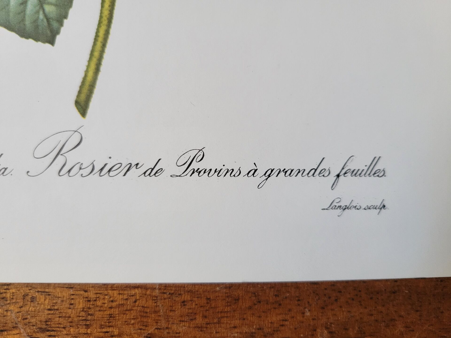 Botanical plate of Provins rose, after P.J. Redouté 1960