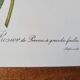 Botanical plate of Provins rose, after P.J. Redouté 1960