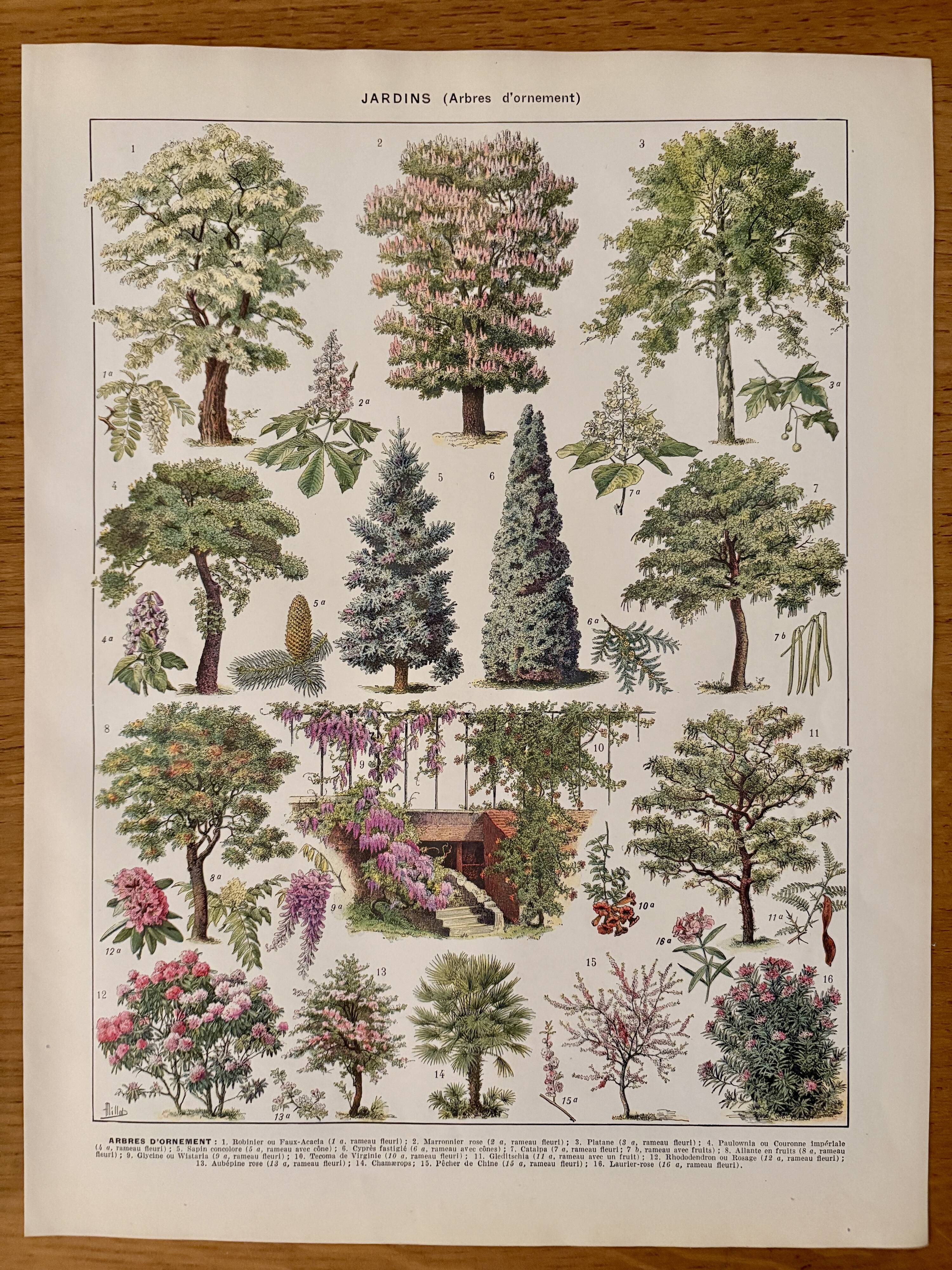 Lithograph on gardens (robinia) - 1930