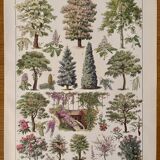 Lithograph on gardens (robinia) - 1930