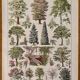 Lithograph on gardens (robinia) - 1930
