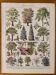 Lithograph on gardens (robinia) - 1930