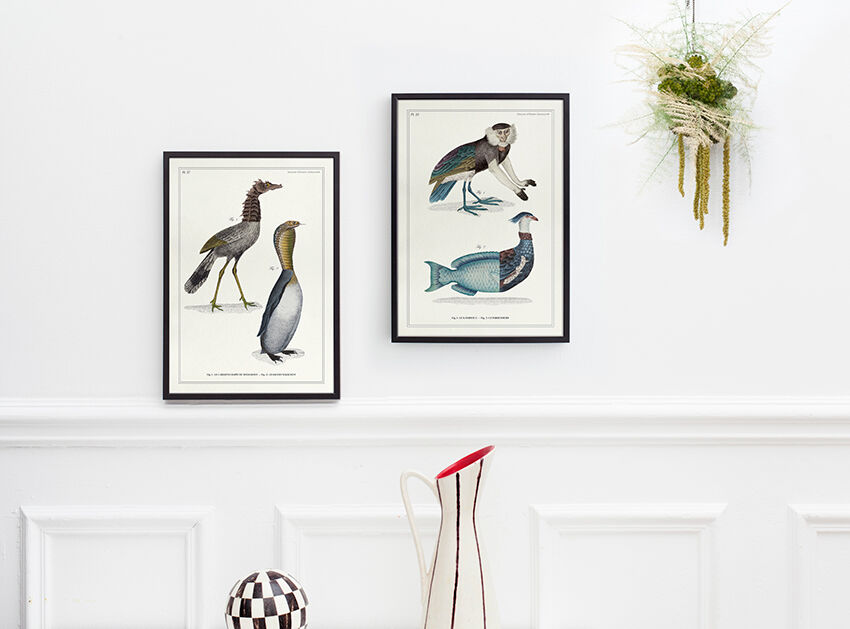 Chimera lithograph animal engraving - the pink flamoulpe