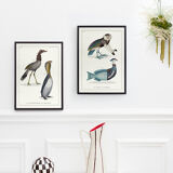 Chimera lithograph animal engraving - the pink flamoulpe