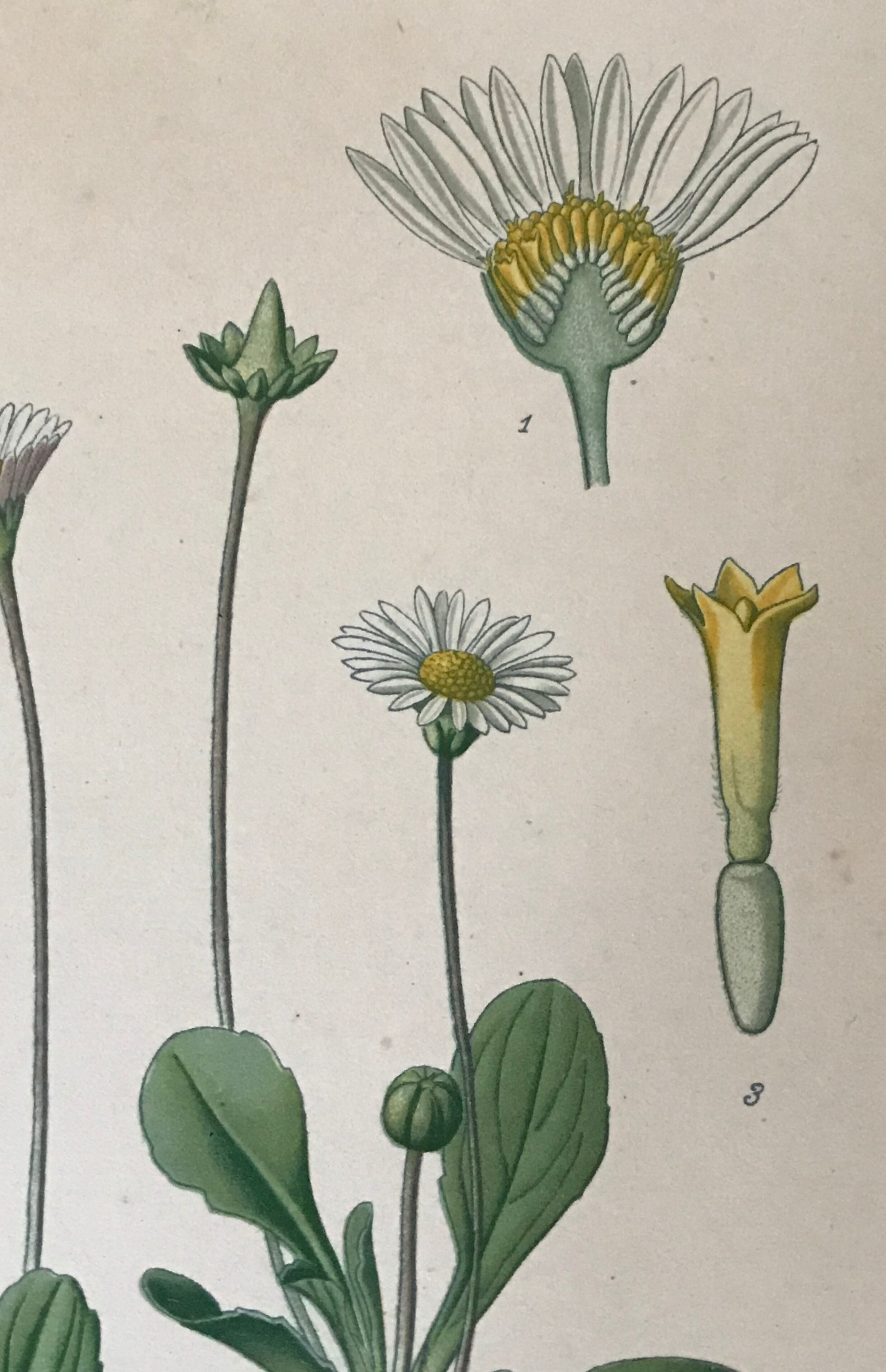 Botanical flowering boards of 19th century fields