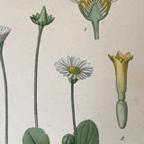 Botanical flowering boards of 19th century fields