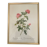 Redouté botanical lithograph