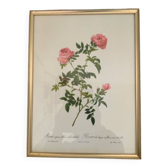 Redouté botanical lithograph