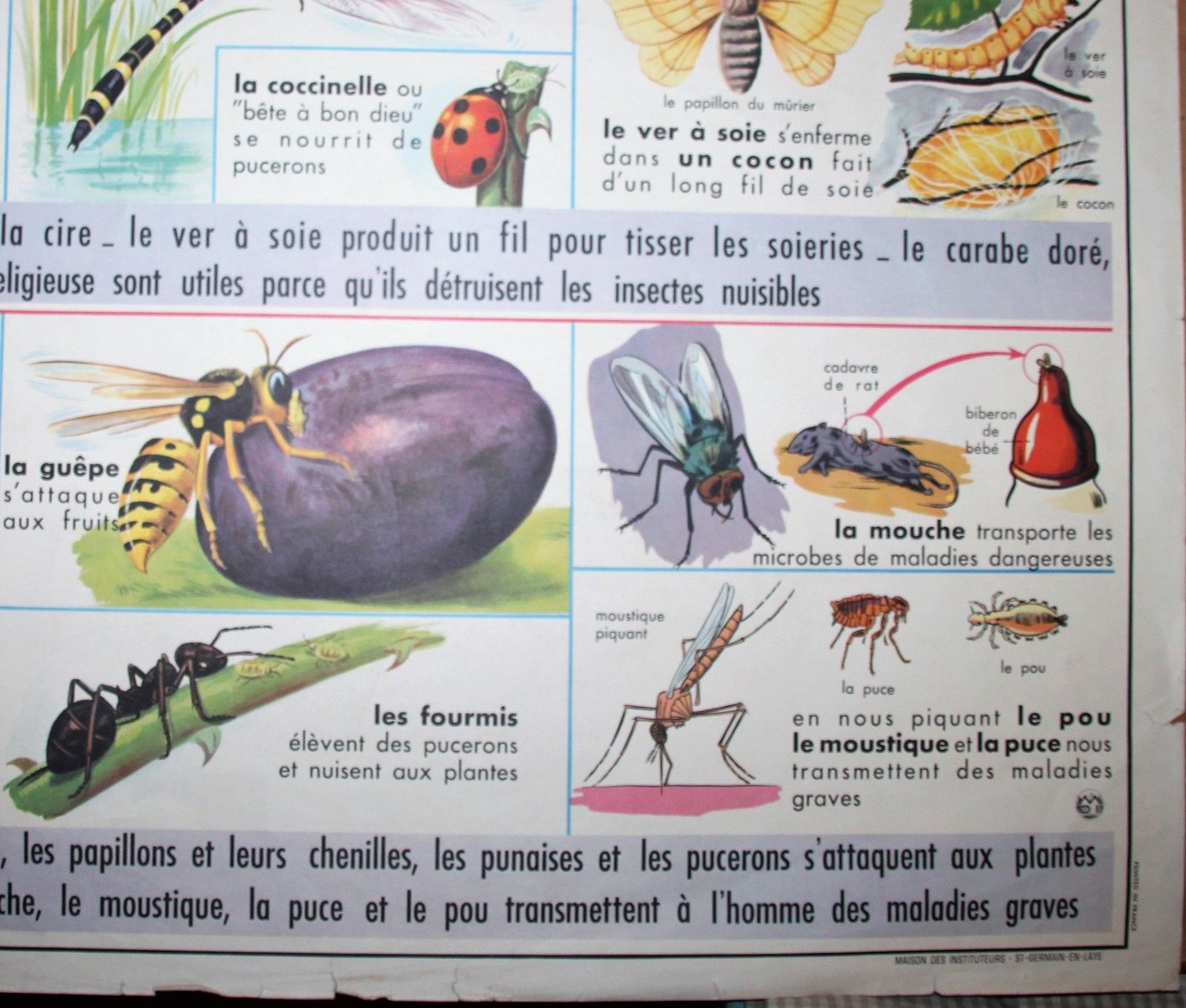 School poster old mdi the frog and insect 39 and 40