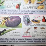 School poster old mdi the frog and insect 39 and 40
