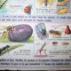 School poster old mdi the frog and insect 39 and 40