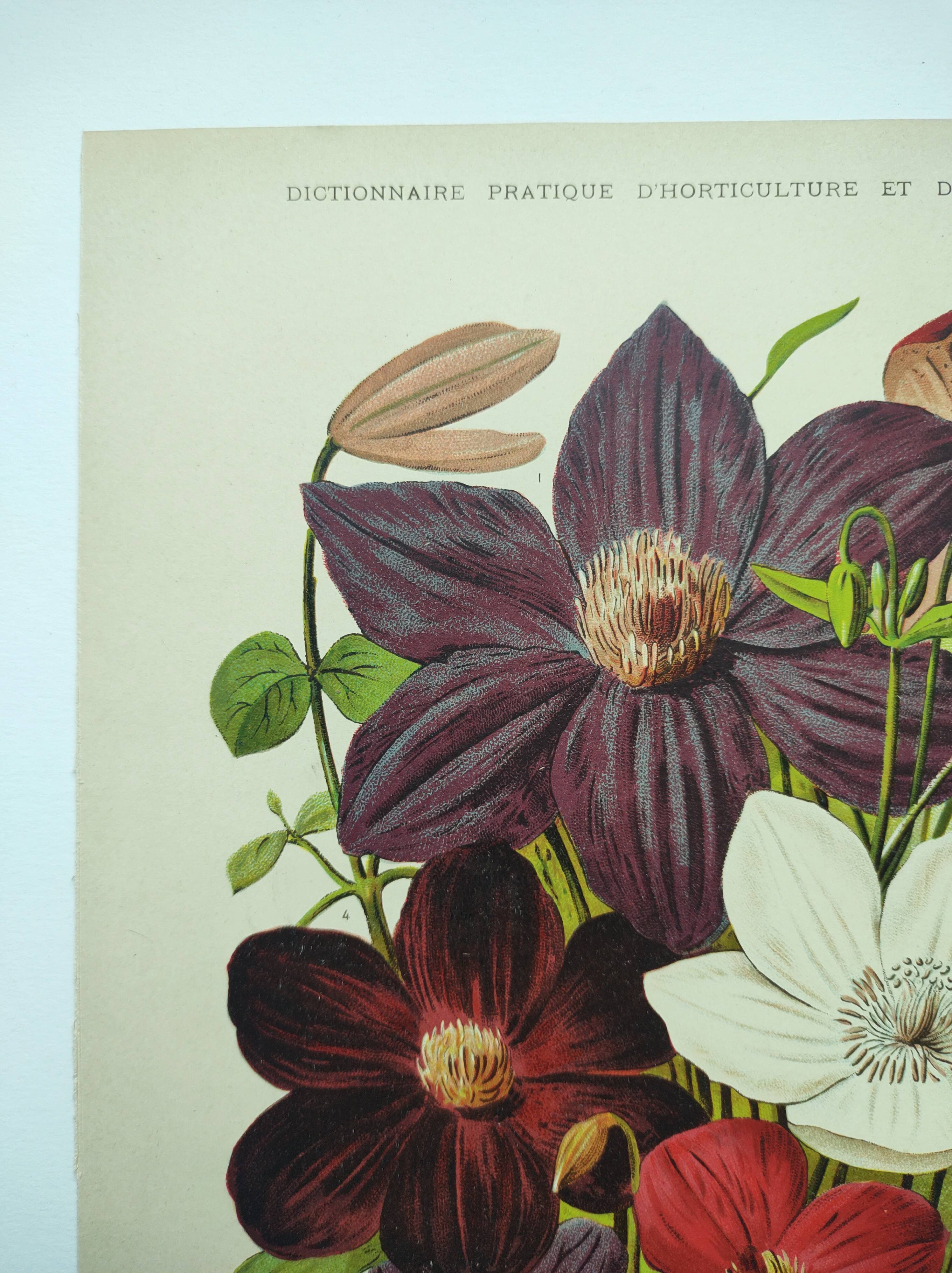 1897 Engraving - Clematis - Original Botanical Plate. Old Flower Lithograph by Lefevre
