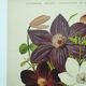 1897 Engraving - Clematis - Original Botanical Plate. Old Flower Lithograph by Lefevre