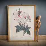 Litho Rose Philippe Noisette