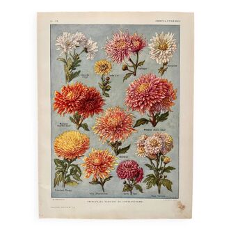 Lithographie sur les fleurs chrysanthèmes - 1920