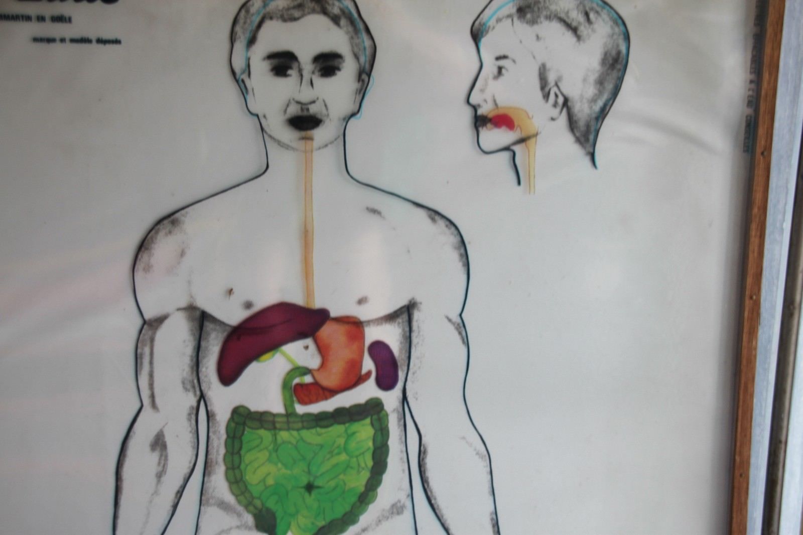 Boards of the human body medicine or school