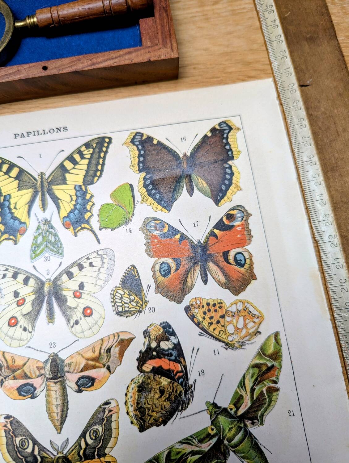 Imprimée en 1905, les papillons. Affiche Entomologique ancienne.