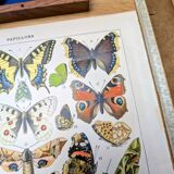 Imprimée en 1905, les papillons. Affiche Entomologique ancienne.