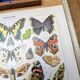 Imprimée en 1905, les papillons. Affiche Entomologique ancienne.