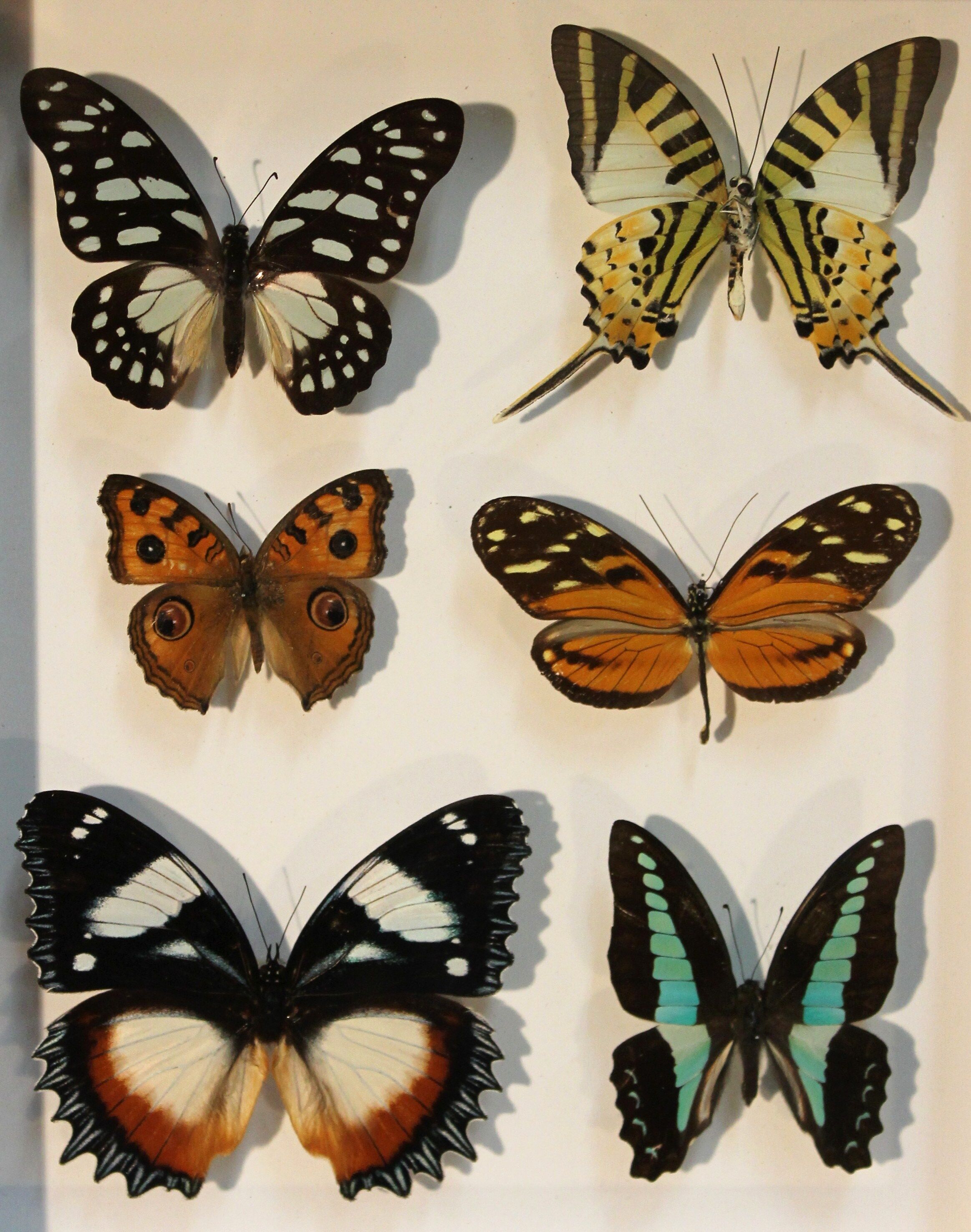 Framework set of 6 butterflies