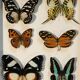 Framework set of 6 butterflies
