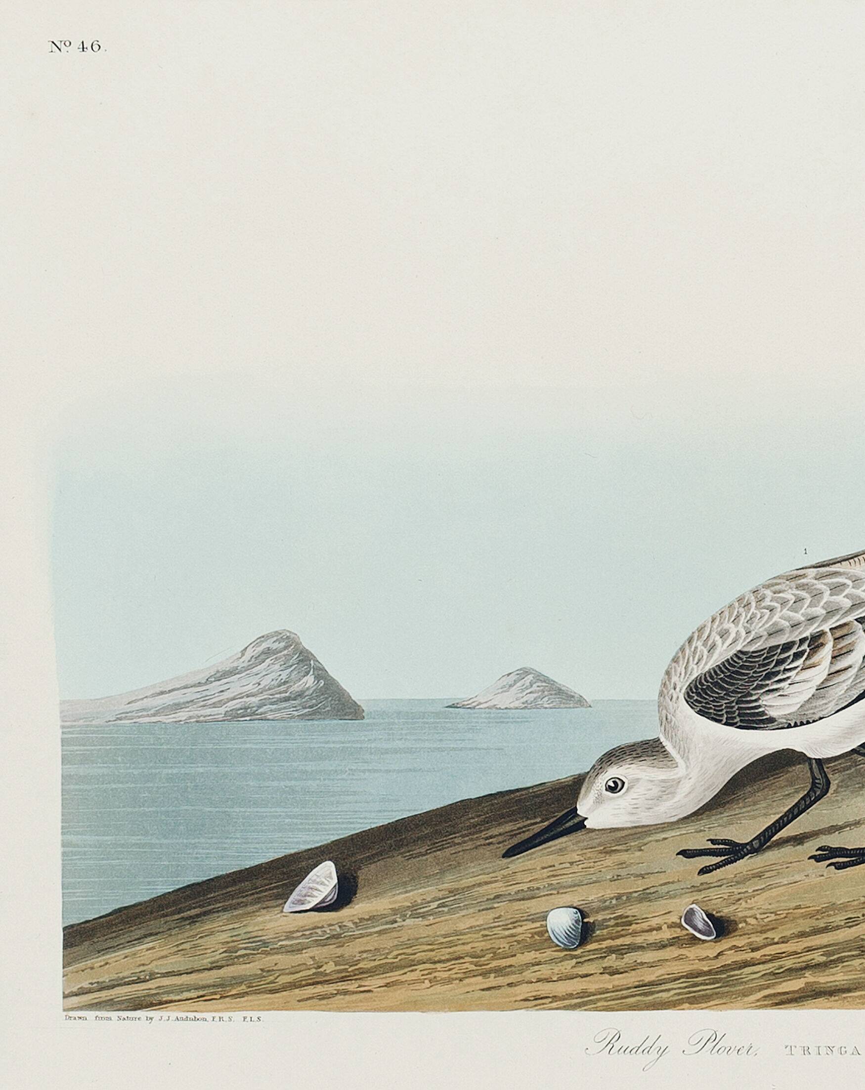 Poster about the Sanderling, based on an old engraving from 1827.