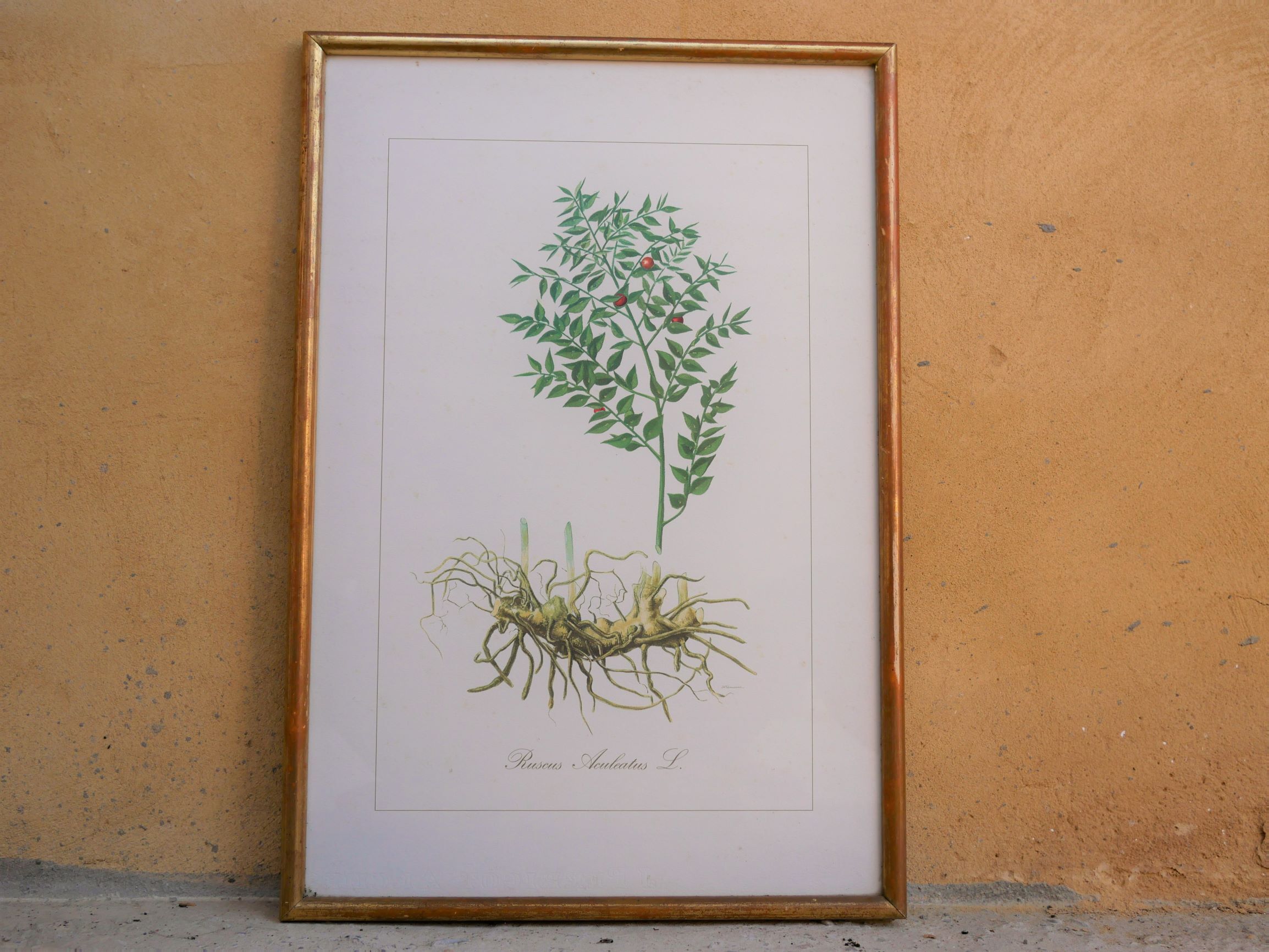 Vintage botanical poster "Ruscus Aculeatus"