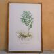 Vintage botanical poster "Ruscus Aculeatus"