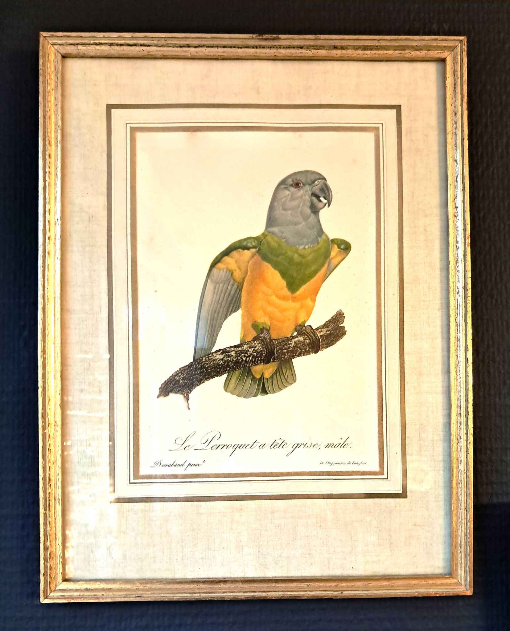 Trois Impressions D’oiseaux Tropicaux Par Barraband
