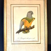 Trois Impressions D’oiseaux Tropicaux Par Barraband
