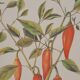 Planche botanique Piment doux