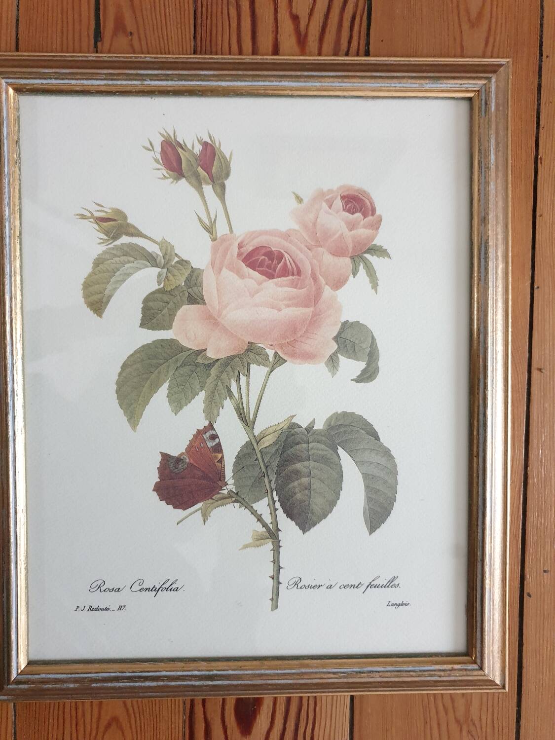 Redouté rose botanical plate framed