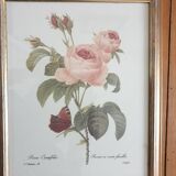 Redouté rose botanical plate framed