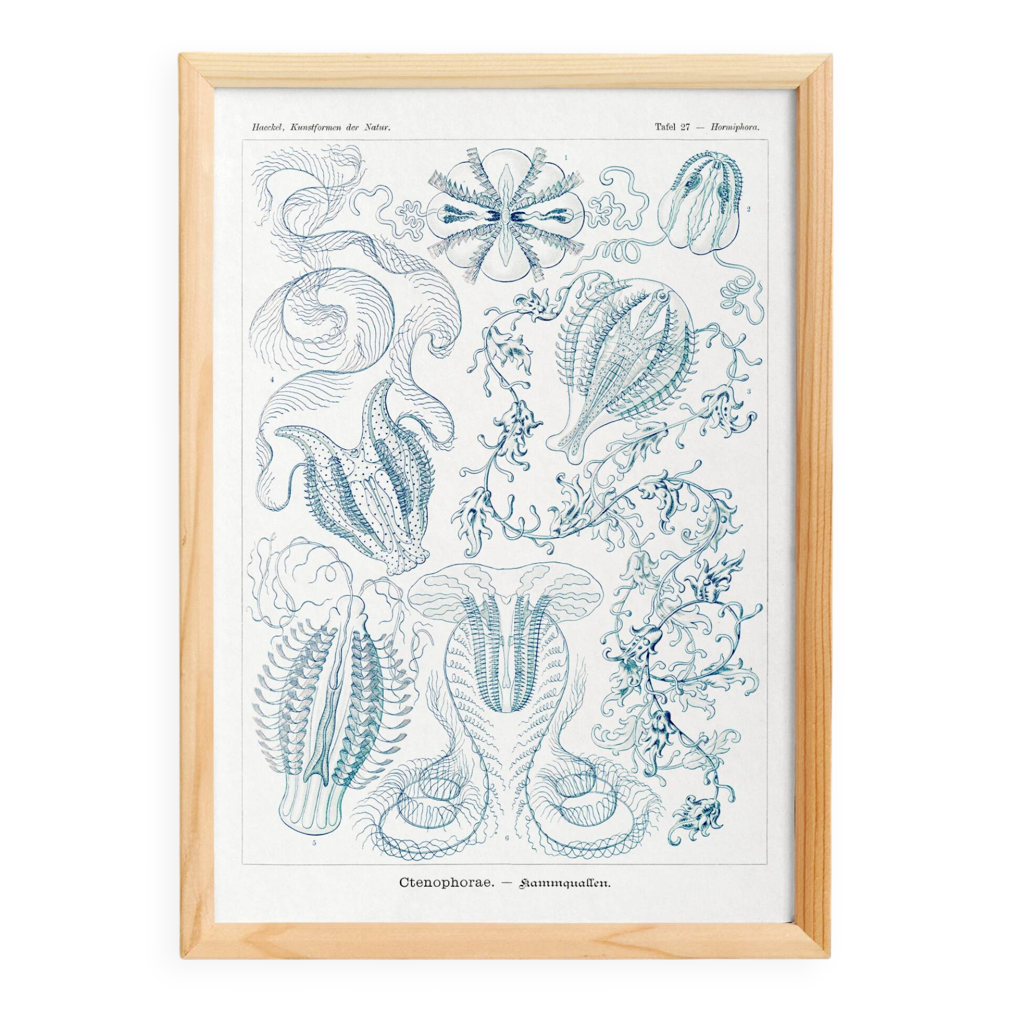 Poster on "the ctenophores", based on an old lithograph from 1904.