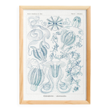 Poster on "the ctenophores", based on an old lithograph from 1904.
