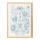 Poster on "the ctenophores", based on an old lithograph from 1904.