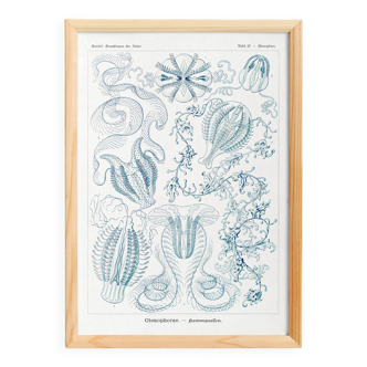 Poster about “ctenophores”, based on an old lithograph from 1904.