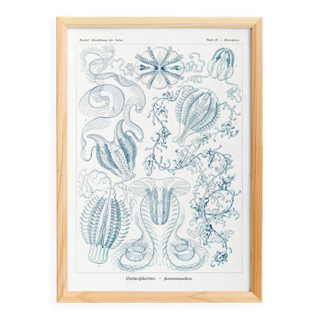 Poster on "the ctenophores", based on an old lithograph from 1904.
