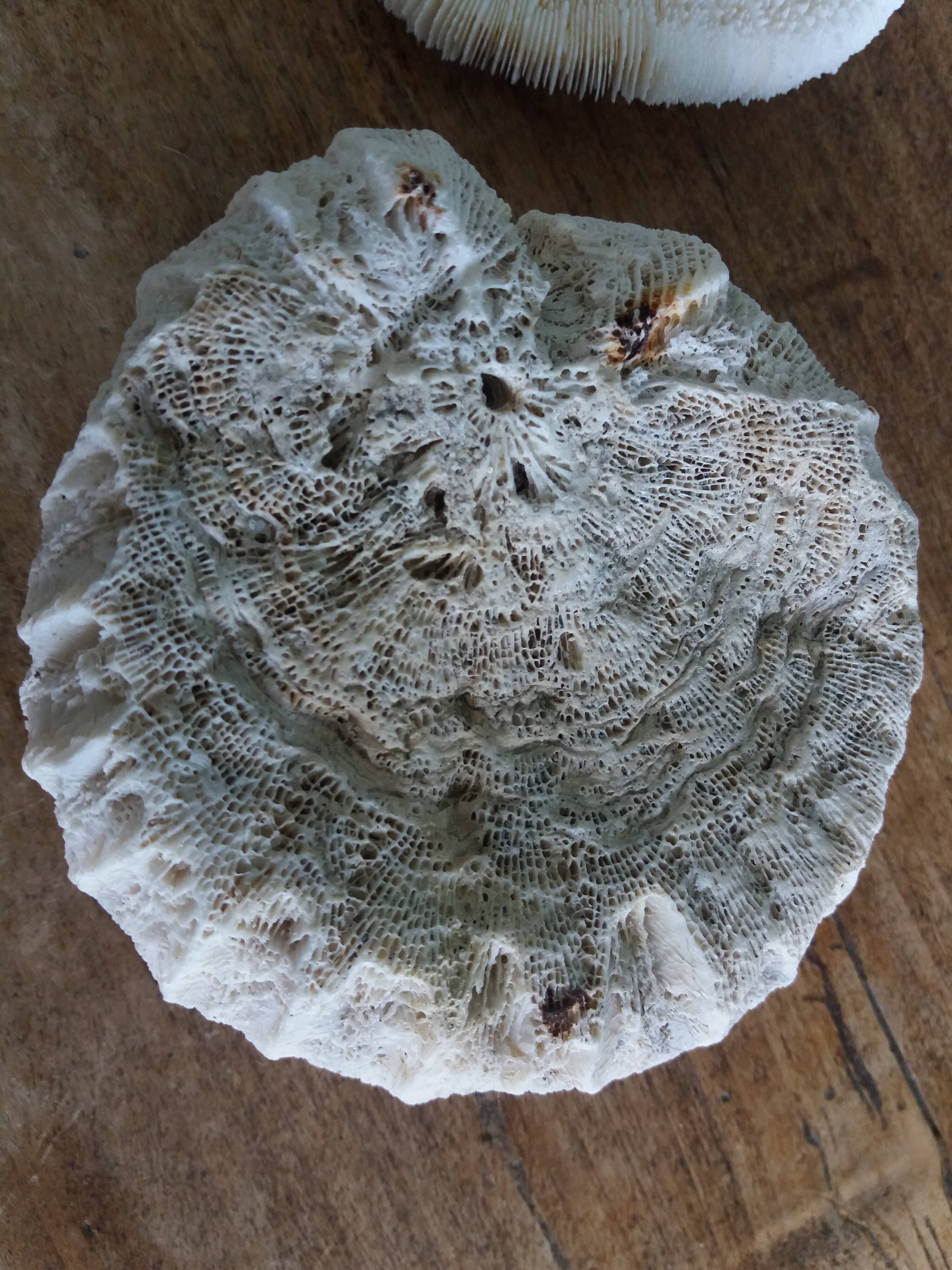 mushroom coral Fungia and Mussismilia brain coral