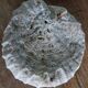 corail champignon Fungia et Mussismilia corail cerveau