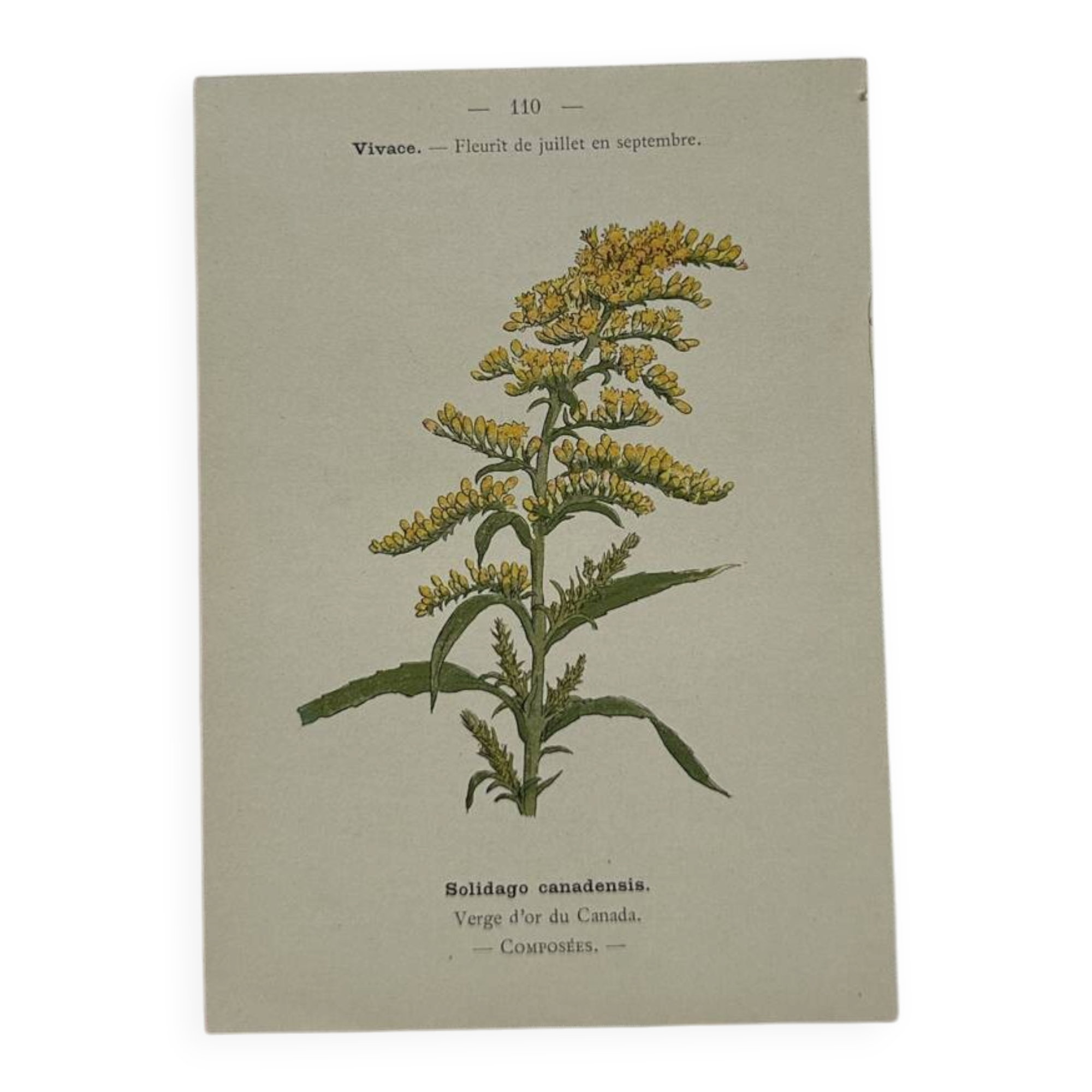 Planche botanique, gravure naturaliste, 19ème
