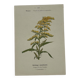 Planche botanique, gravure naturaliste, 19ème