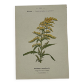 🌿 Botanical Plate Old Naturalist Engraving 19th Century Double-Sided A