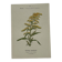 Planche botanique, gravure naturaliste, 19ème