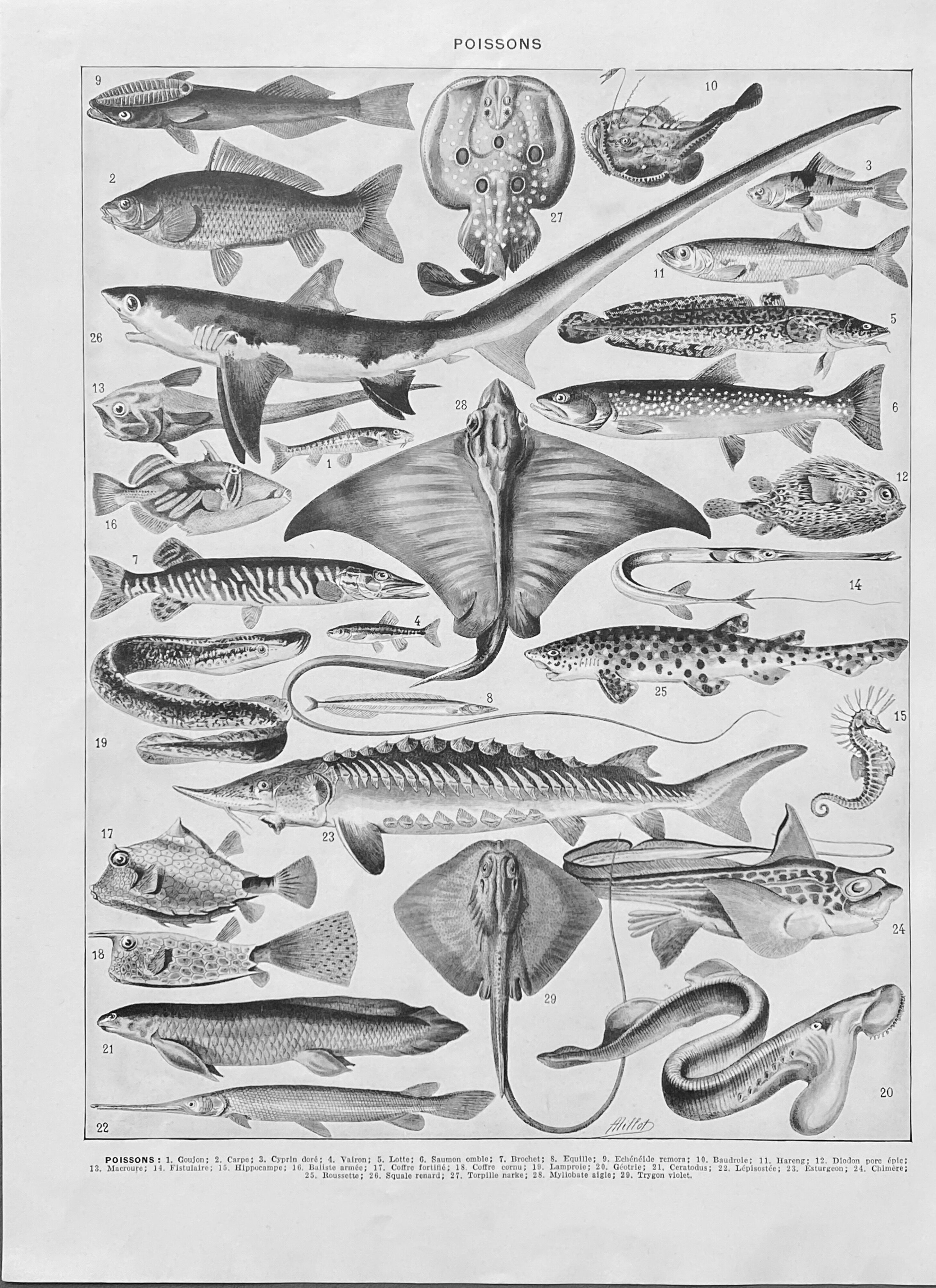 Old illustration Millot "Fish"